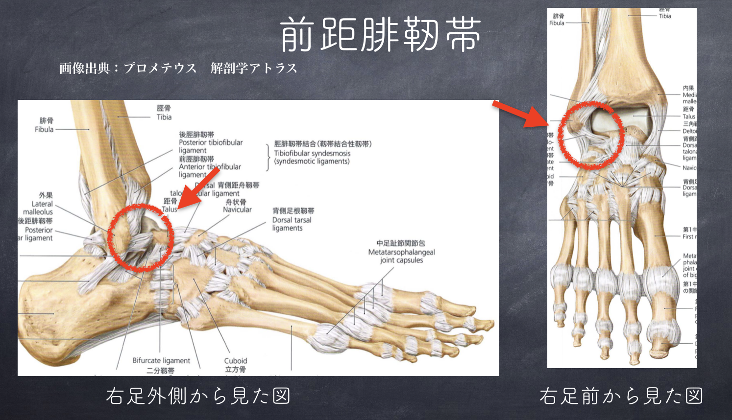 知ってて損なし 足首ねんざ の基礎知識 Basketball Medical Support Lab